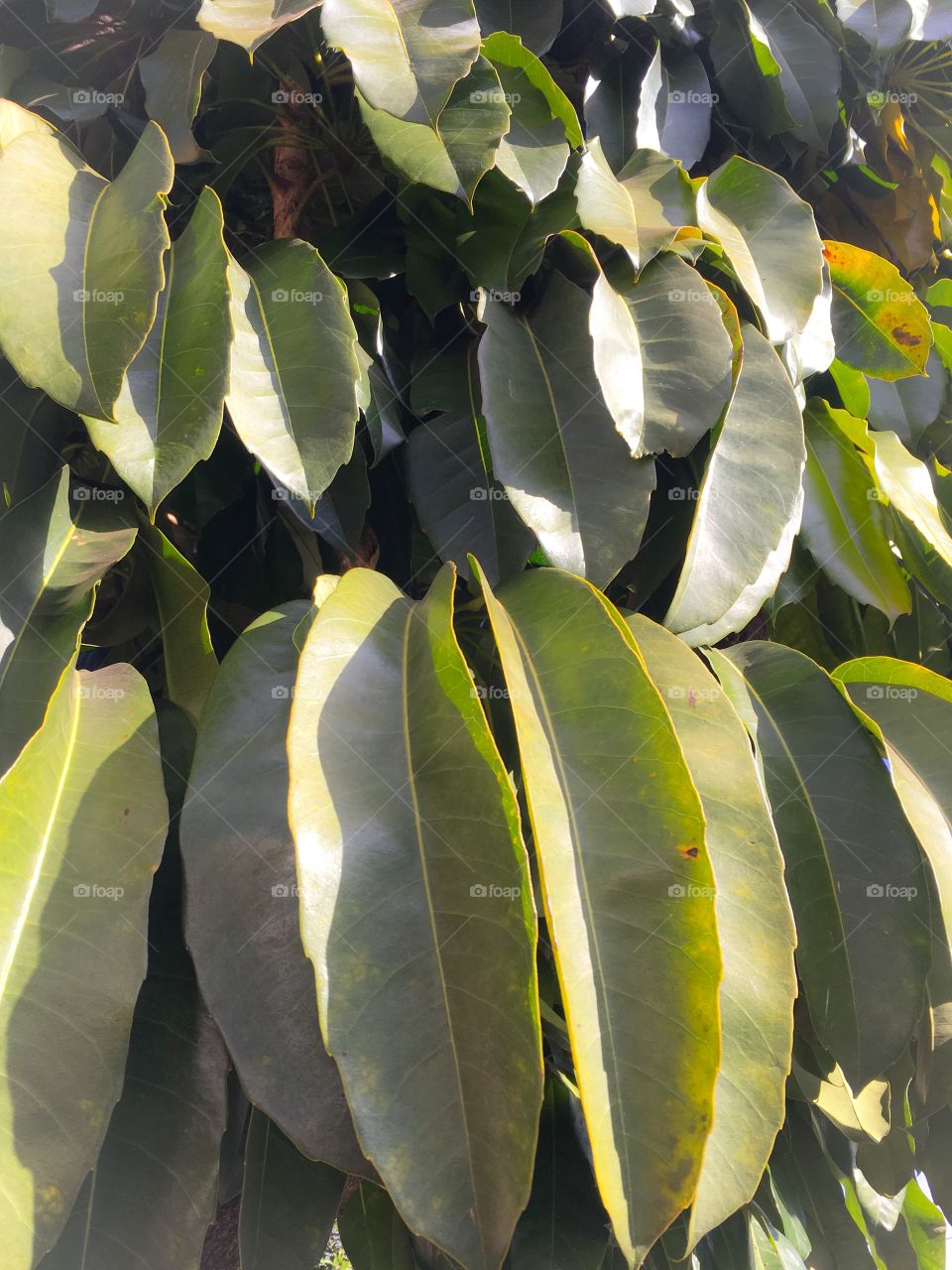 Leaves