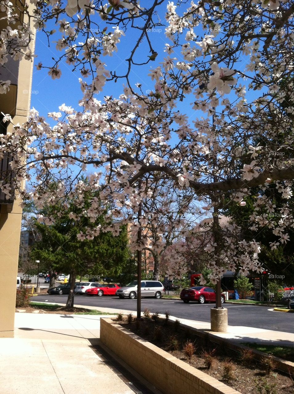 Spring time blooming 