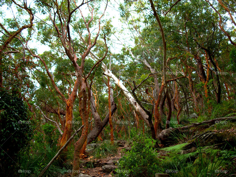 forest in the royal national park, Australia