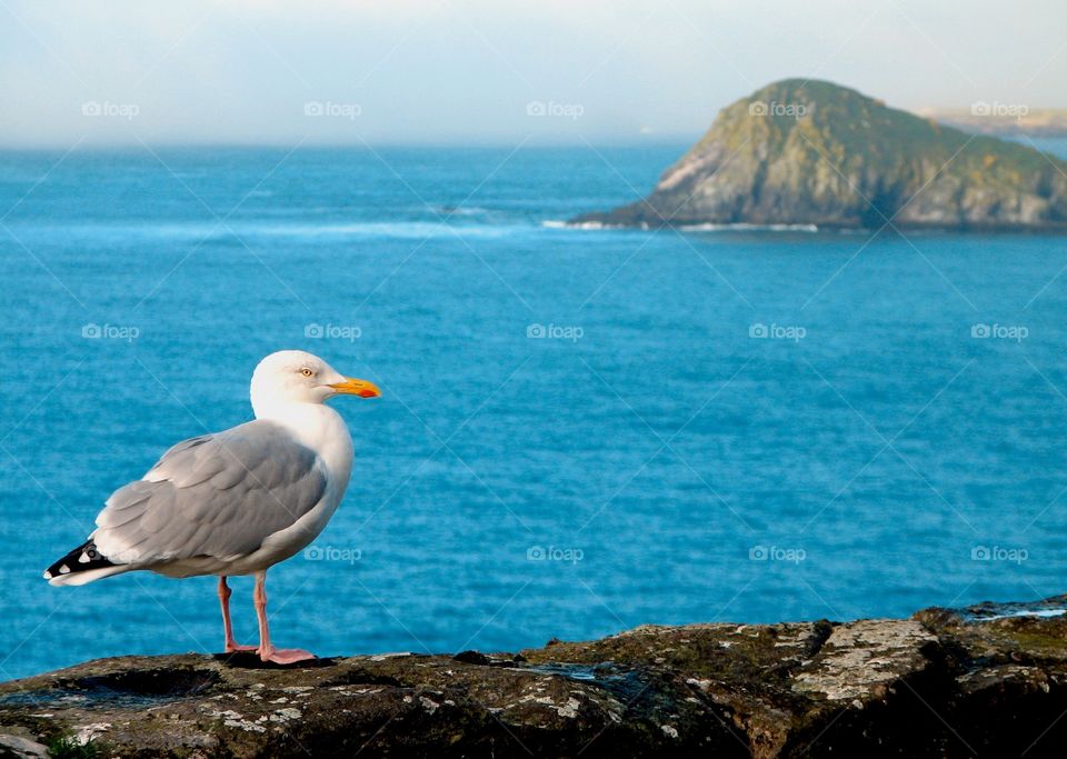 Seagull in Ireland. Seagull along the coast of Ireland