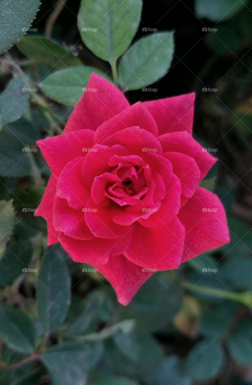 Rose Bloom