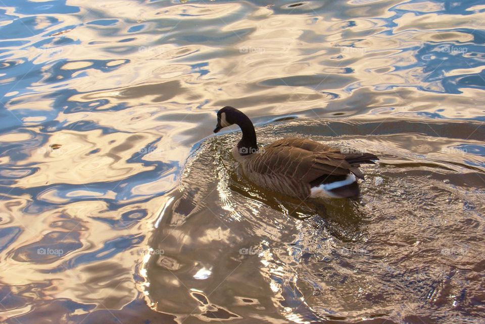 Canadian goose swimming on river