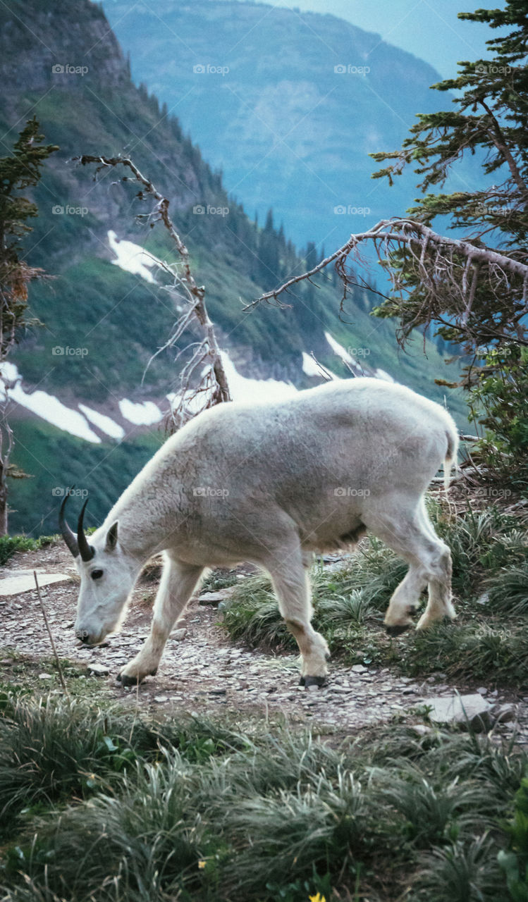 Wild mountain goat tagging along for a hike through the Montana mountains! 