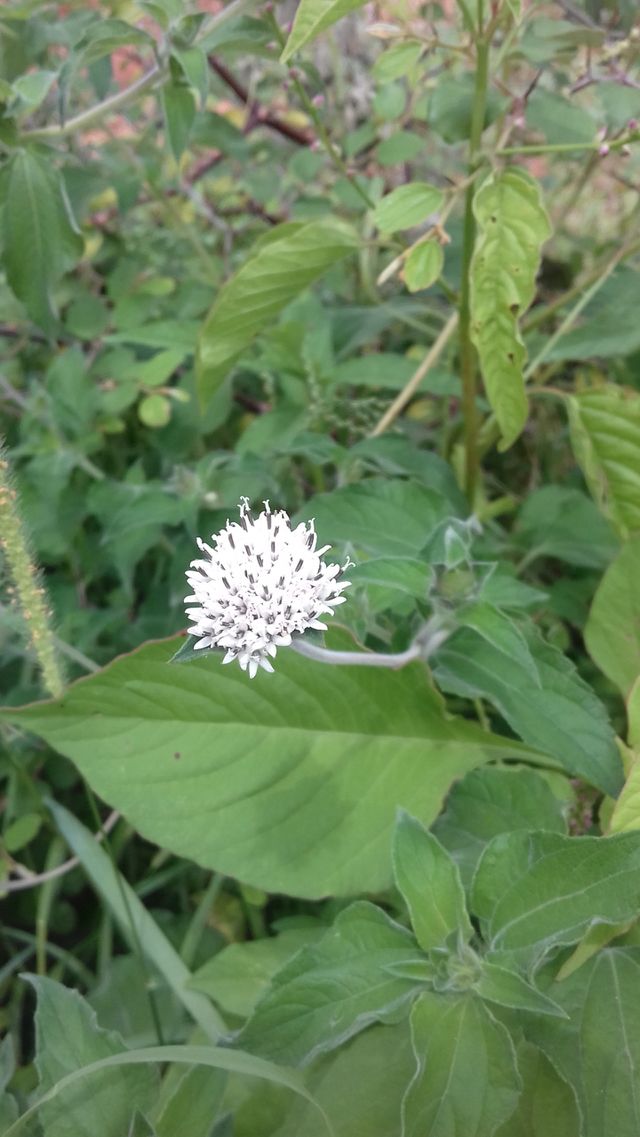 beautiful flowers