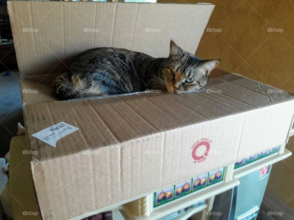 Cat in a box