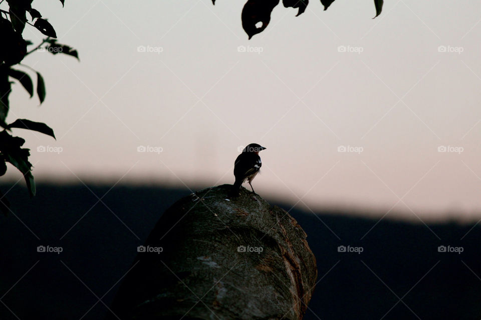 wood dark shadow bird by dervoss