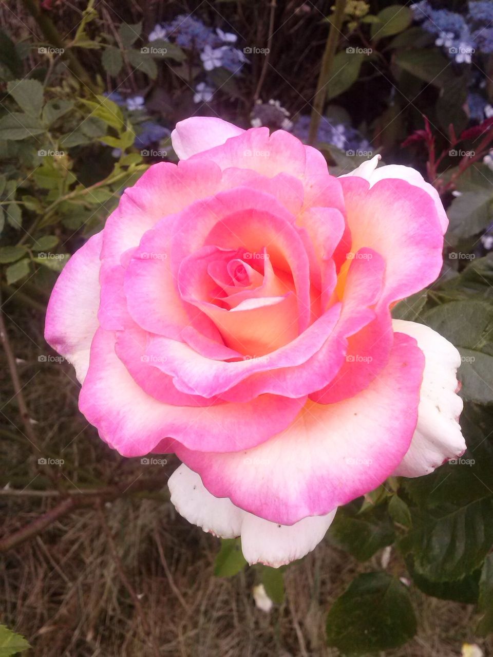 rose in garden
