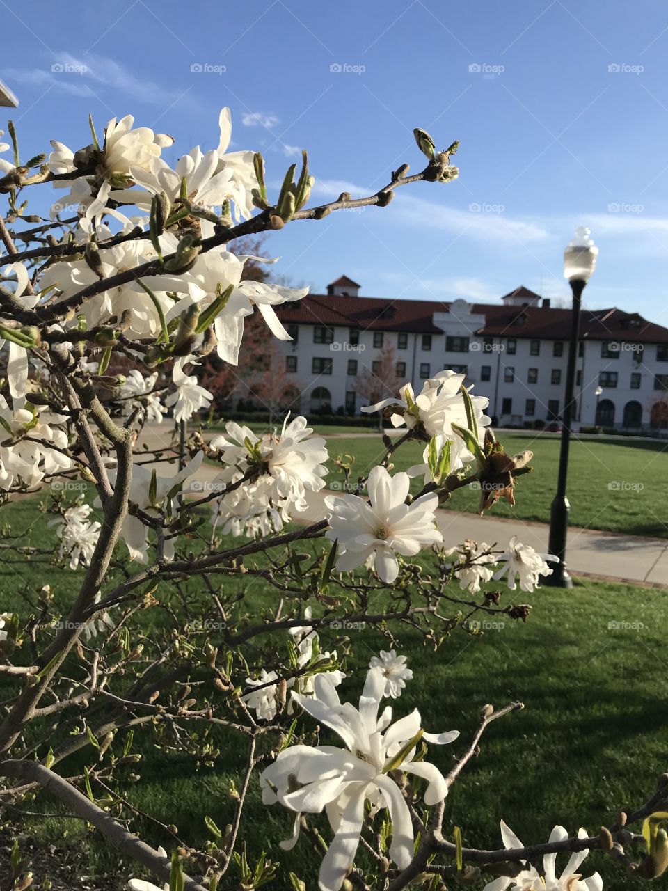 Spring flowers