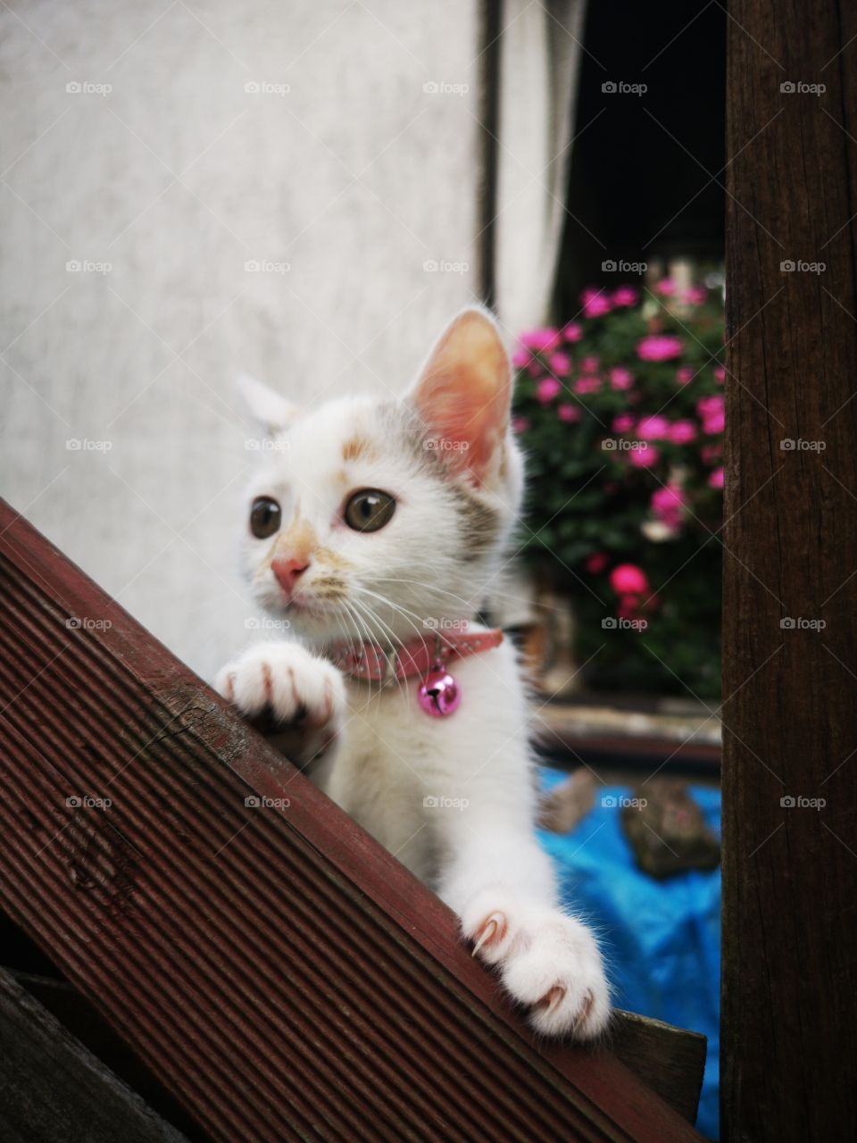 Small cute kitten