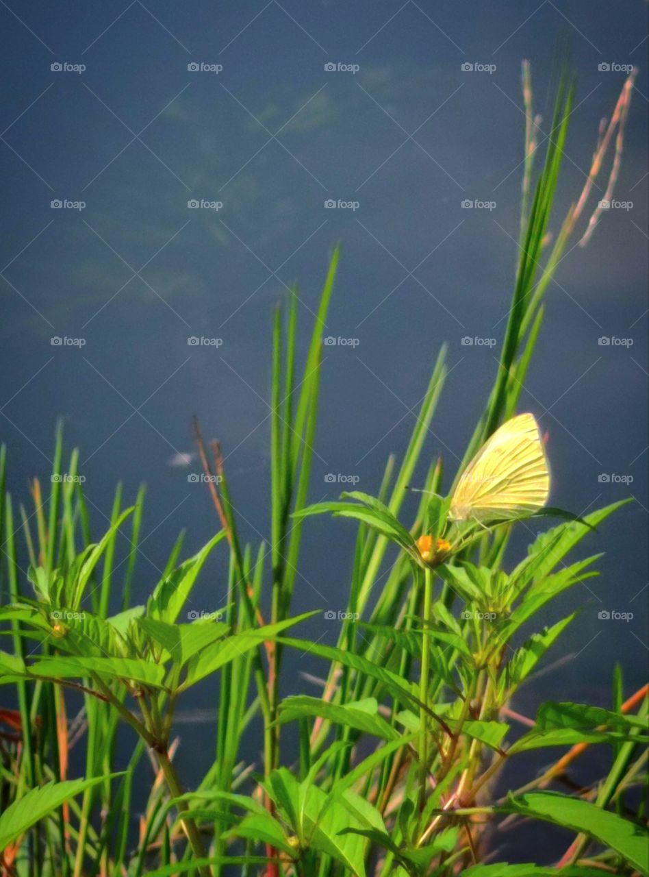 summer.  yellow butterfly on green grass.  against the background of water