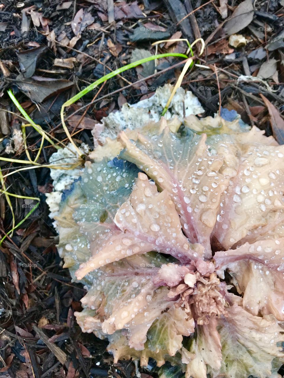 Lettuce looking plant after a rain fall. 