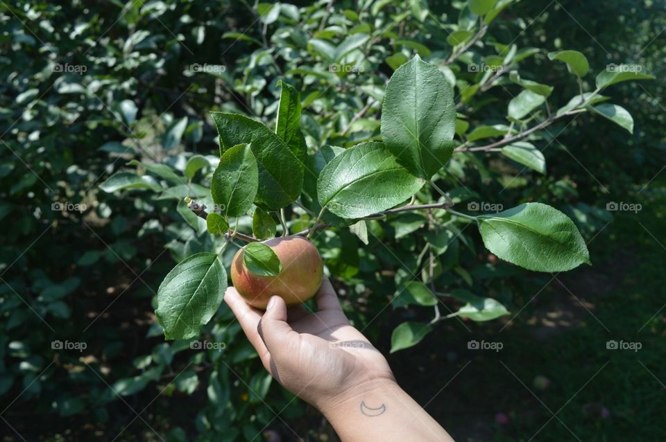 Apple picking