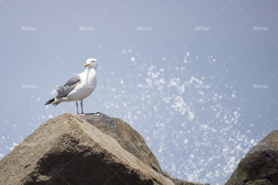 seagull standing on the rock