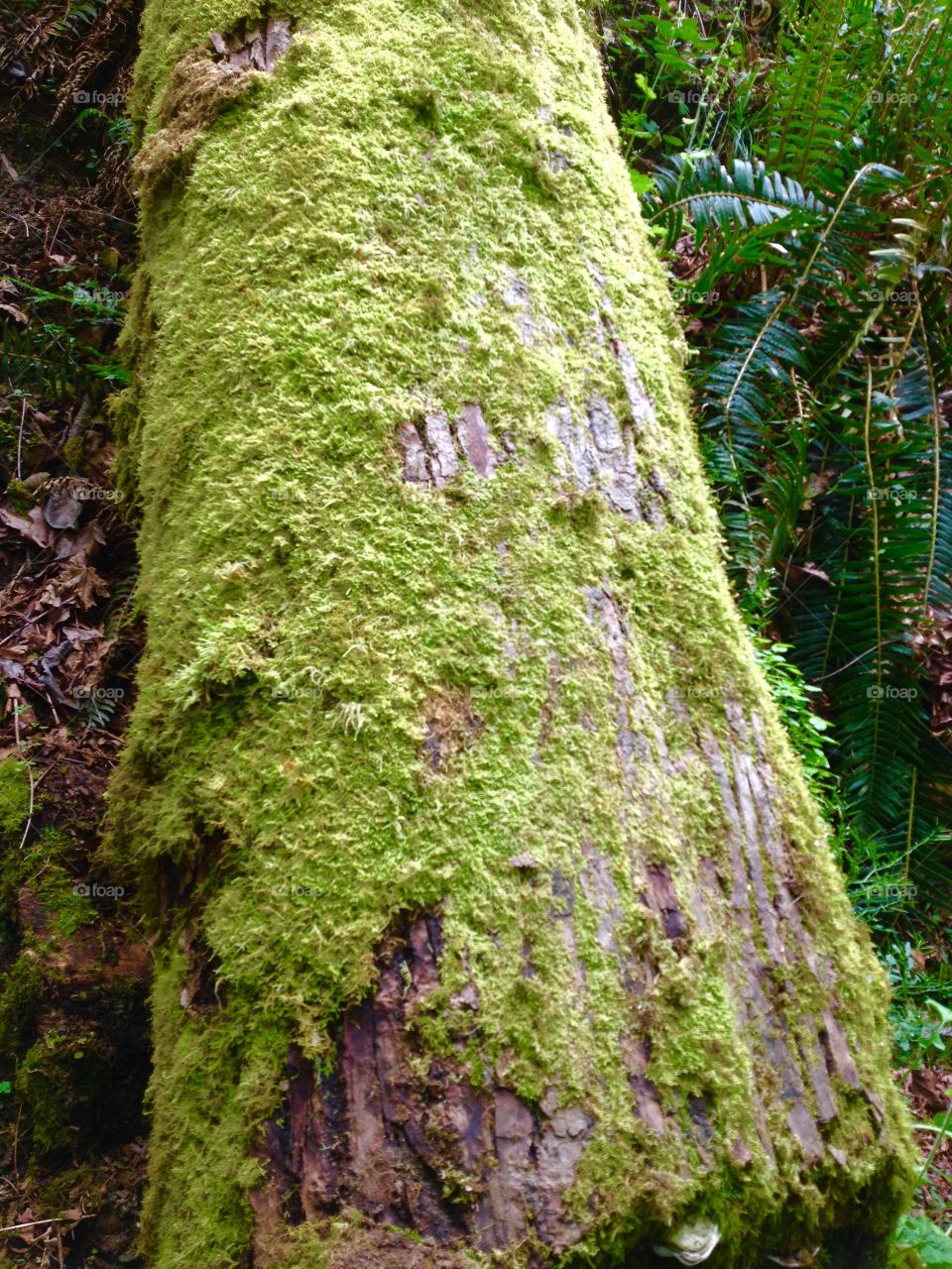 Moss detail. Moss on a tree