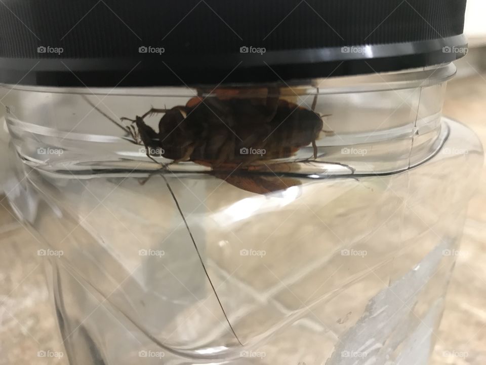 The underside of a trapped cockroach