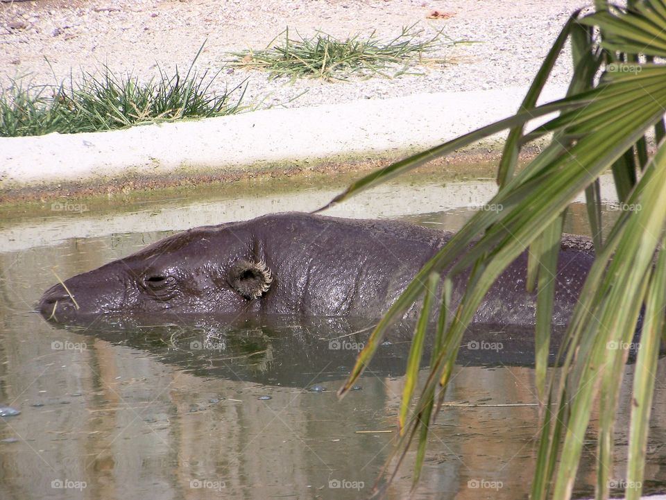 hippopotamus ippopotamo