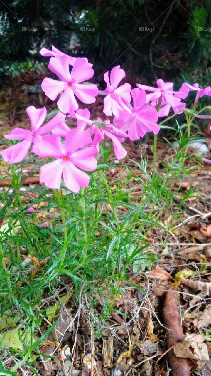 spring. flowers. beauty