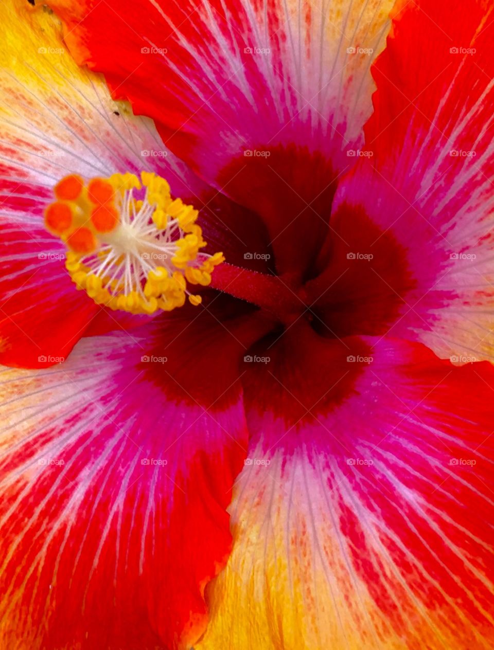 Hibiscus 