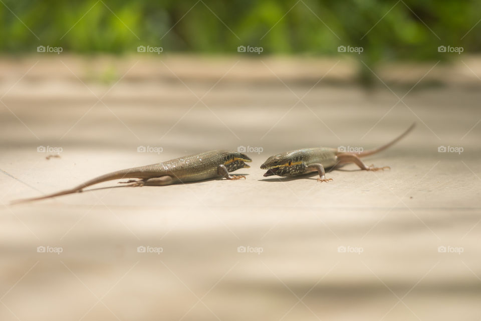 2 lizards standing against each other ready to fight