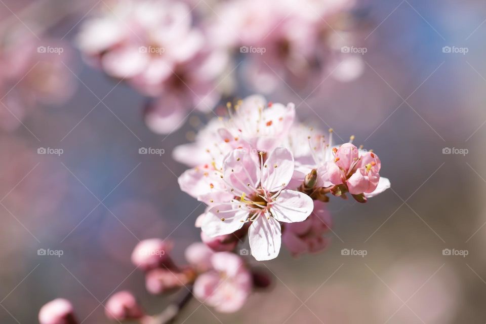 Closeup of tree branch with beautiful pink blooming cherry flowers in sunlight at spring 