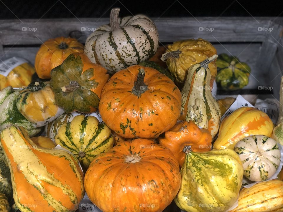 Pumpkin squash basket