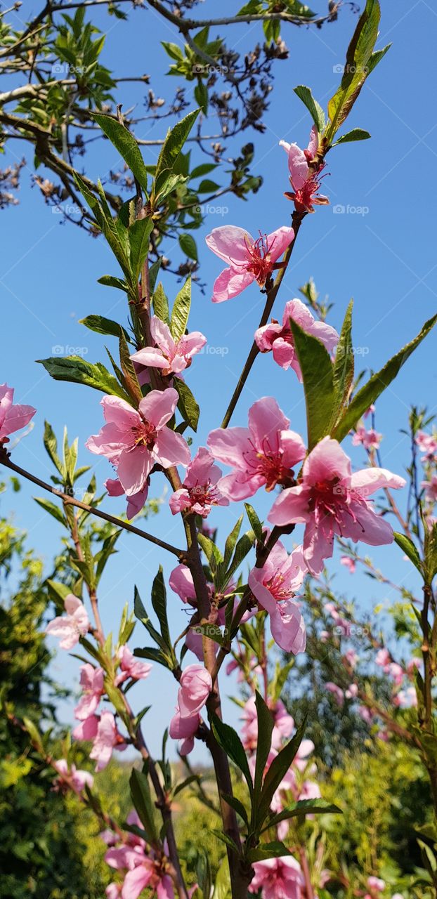 Beautiful flowers