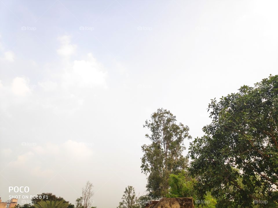 Fair weather, Tree's