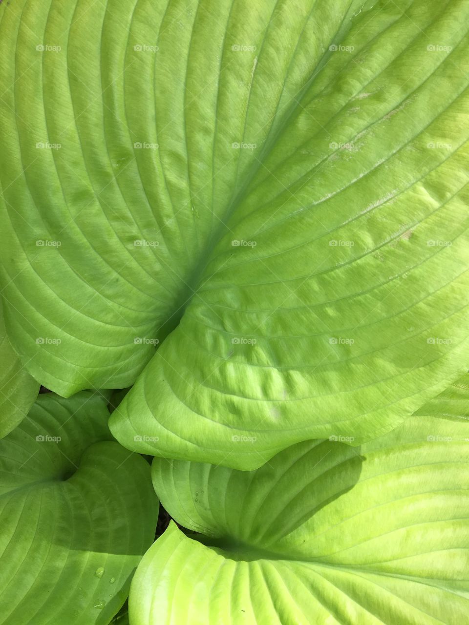 Elephant Ear Hosta