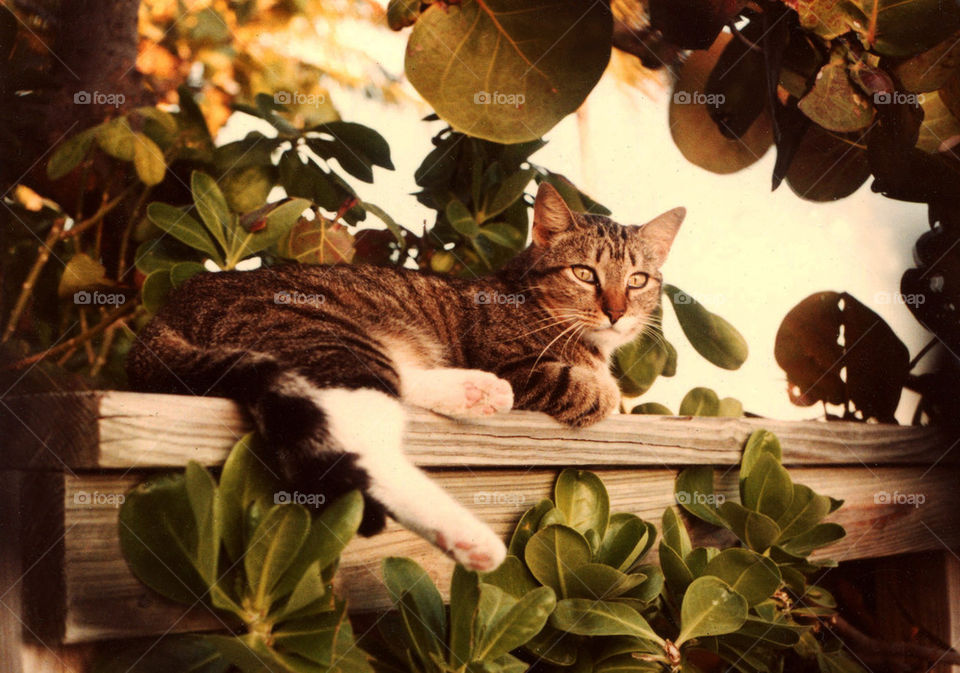 Key West Cat