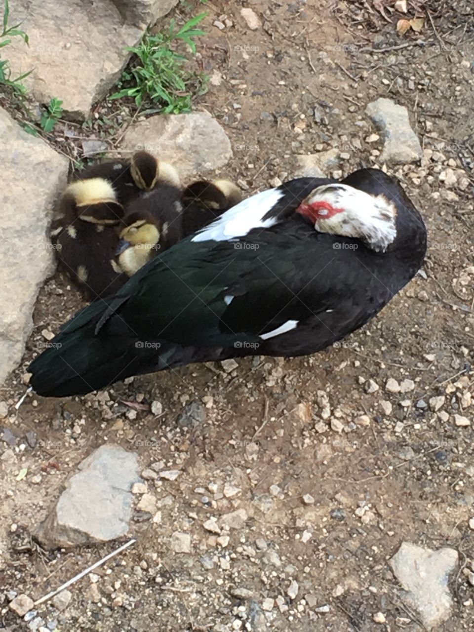 Mama and ducklings sleeping. 
