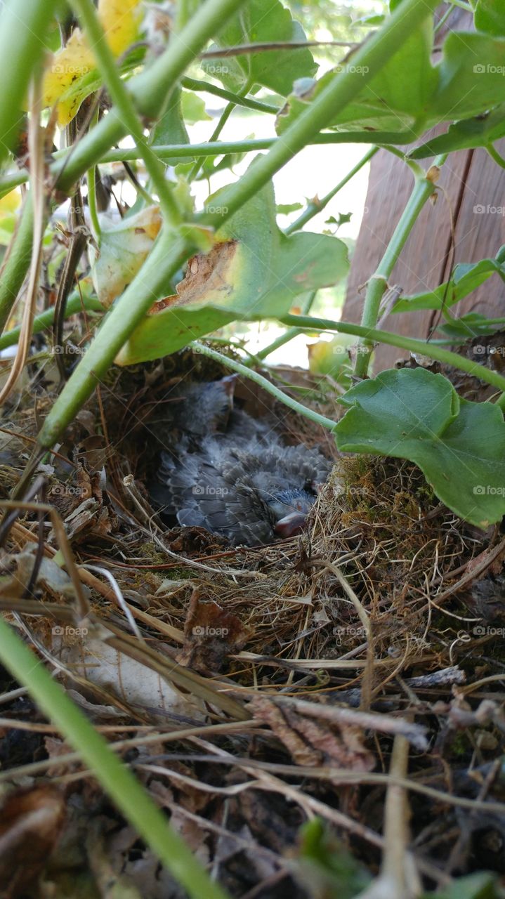 Birds nest in planter