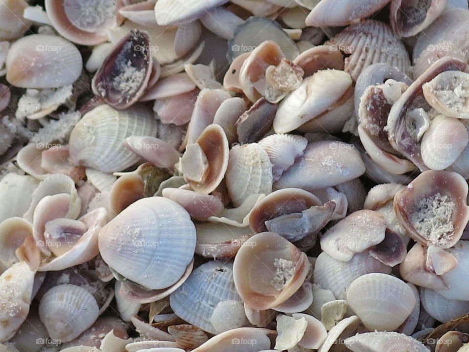 sea shells