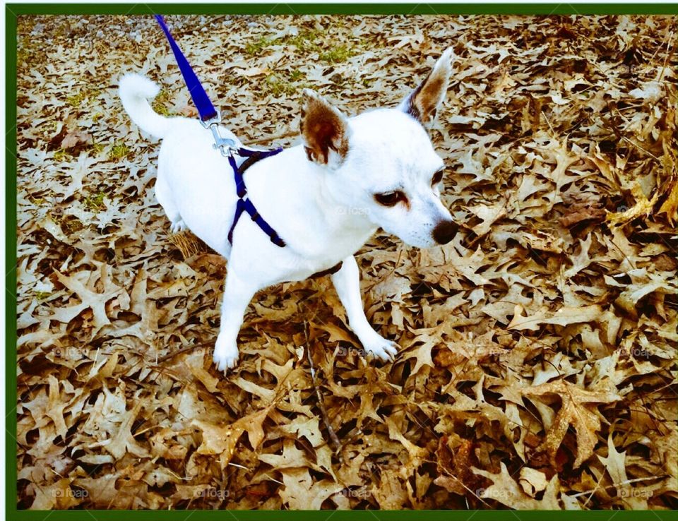 Chihuahua in leafs ( fall)