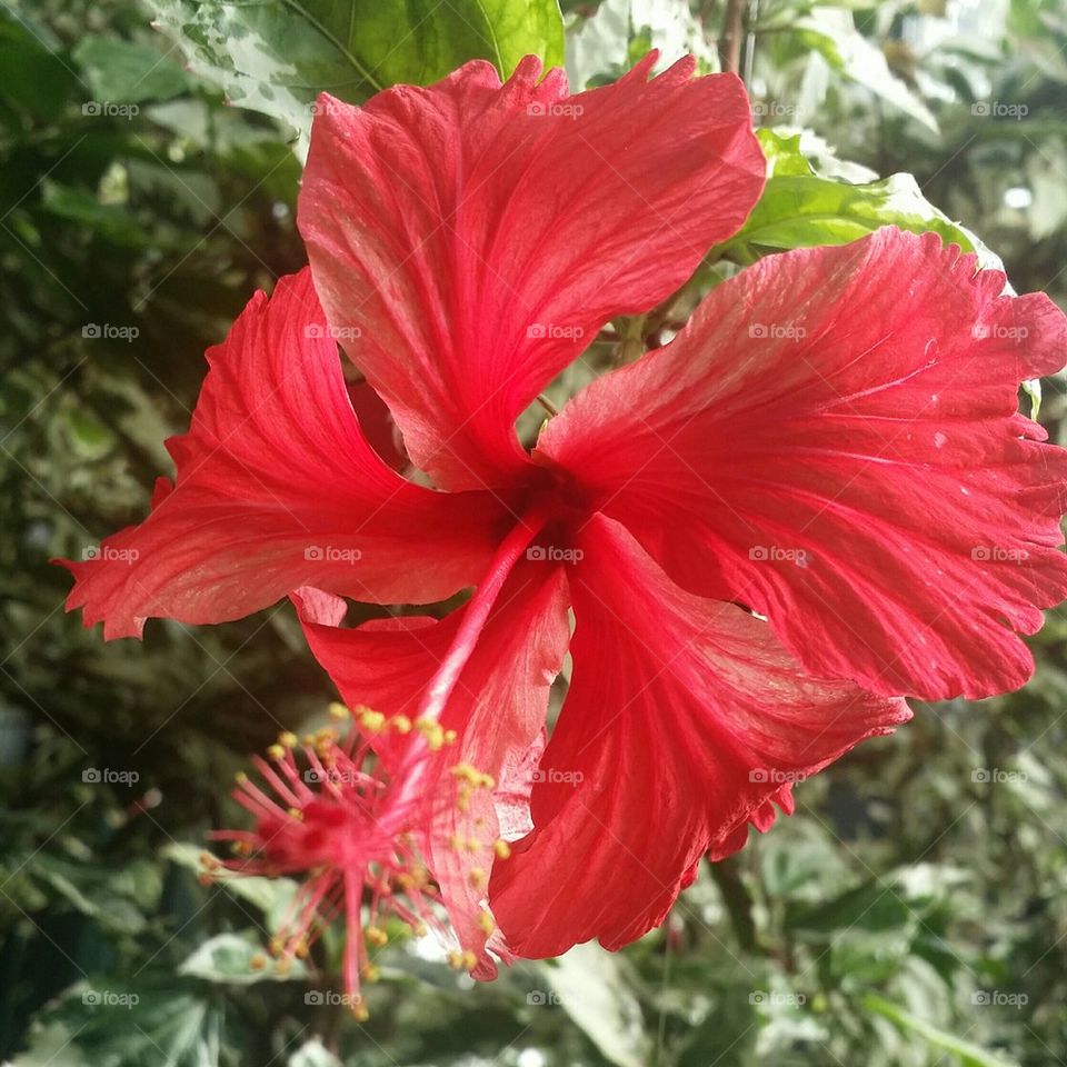 Hibiscus