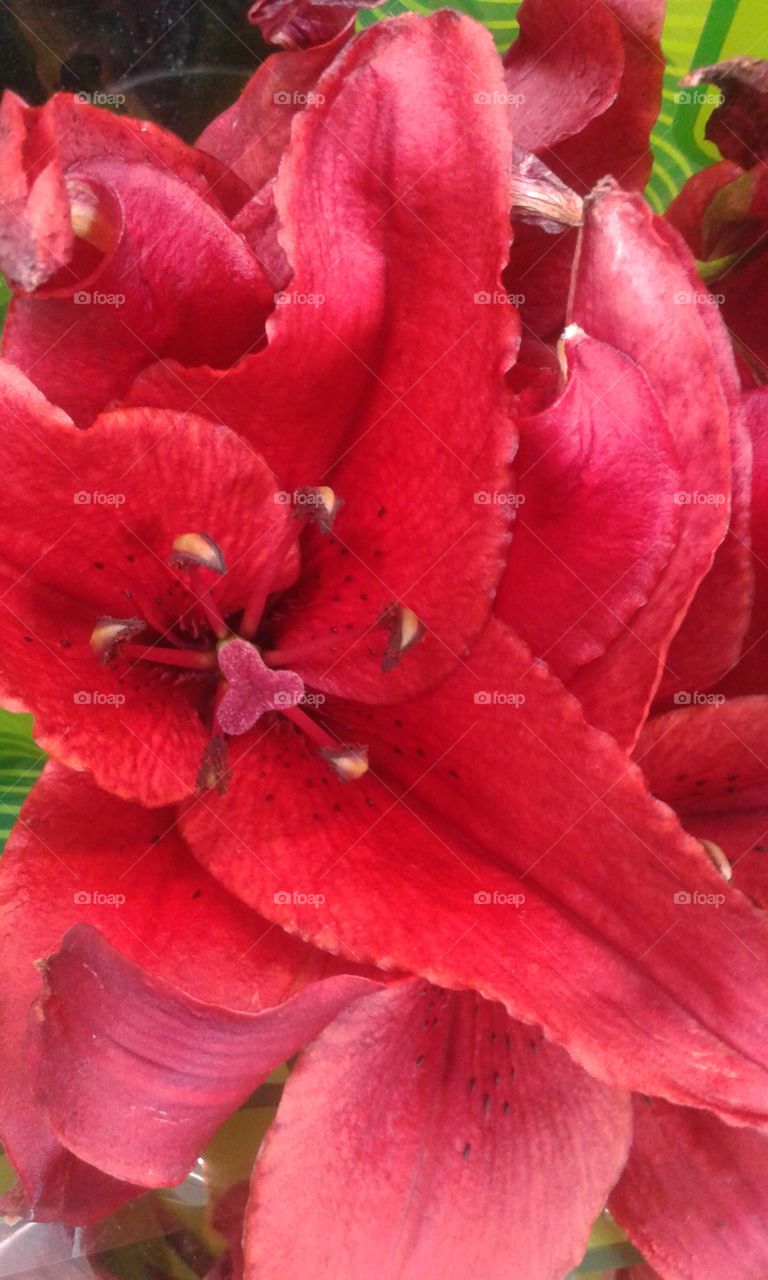 Fiery Lily. bright red Lily