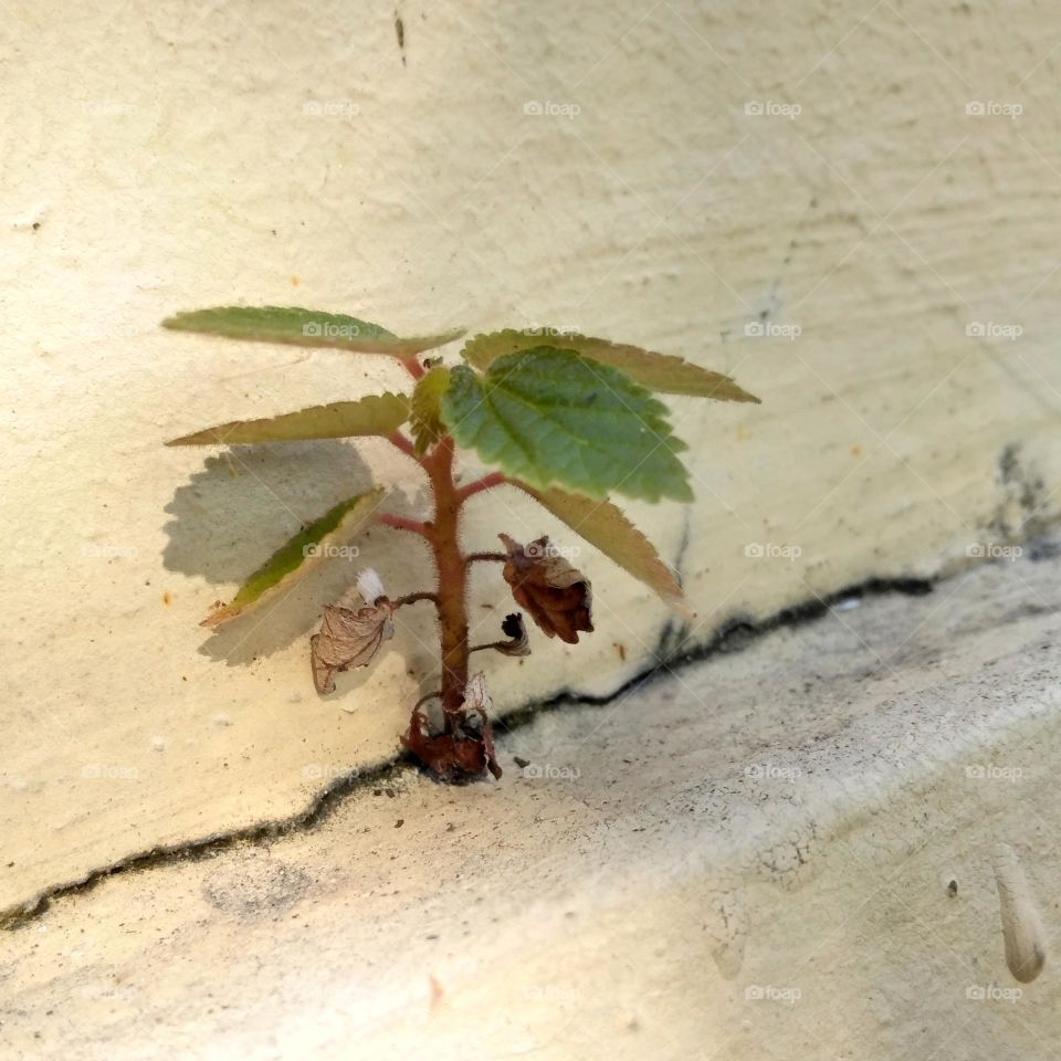 Cherry tree grow on the wall