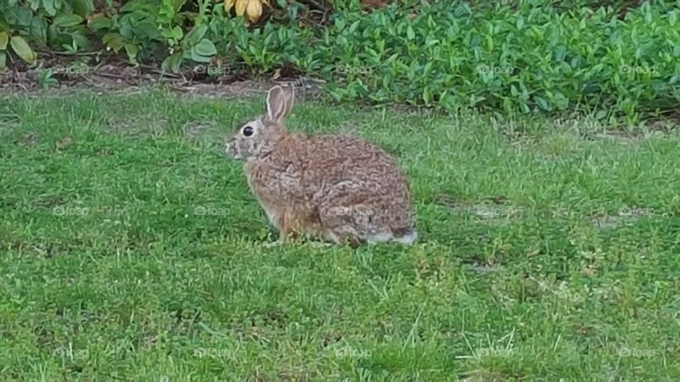 a wild rabbit looking cute