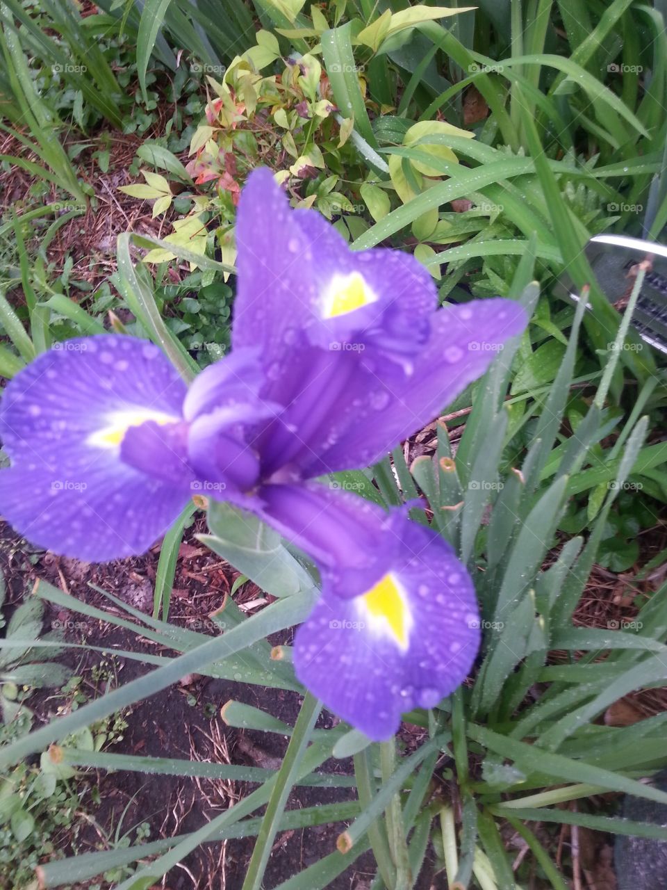 Purple Japanese Iris in my garden.