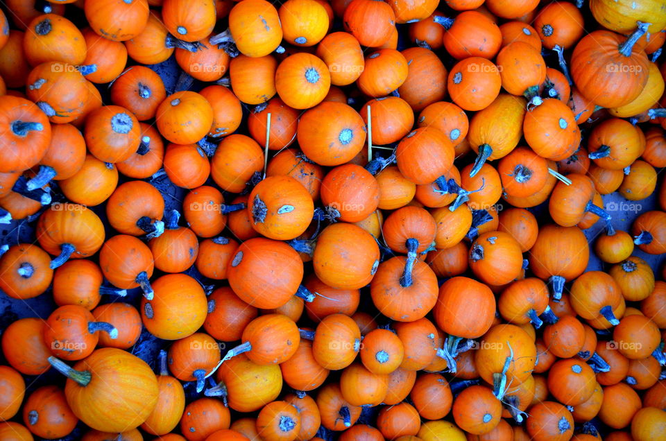 Reasons to FALL in L❤VE with Autumn!