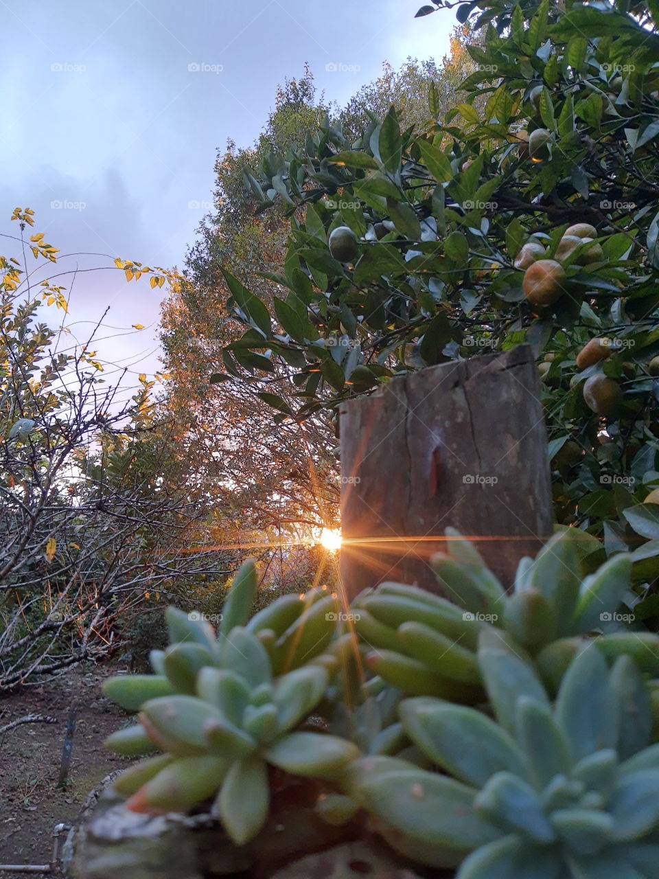 sunset in a fall day