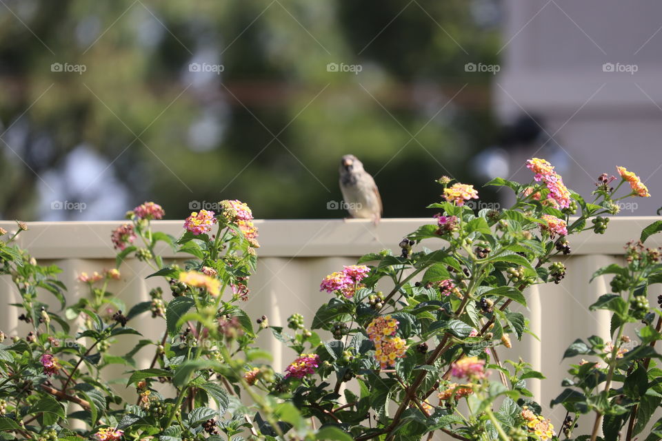 Sparrow on a fence in backyard garden 