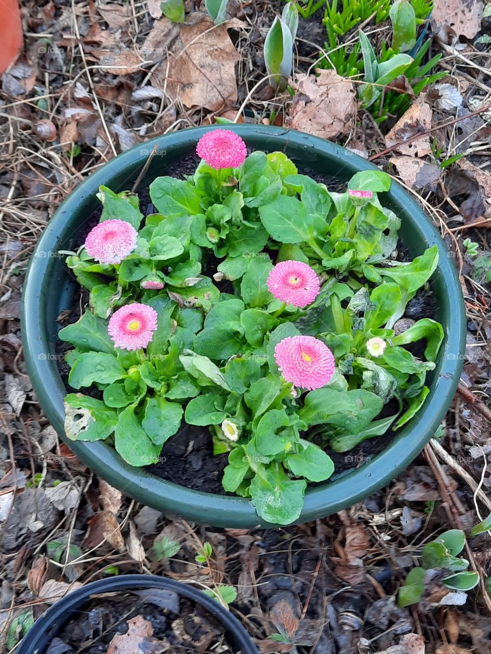 pink daisies  in a pot in springtime garden