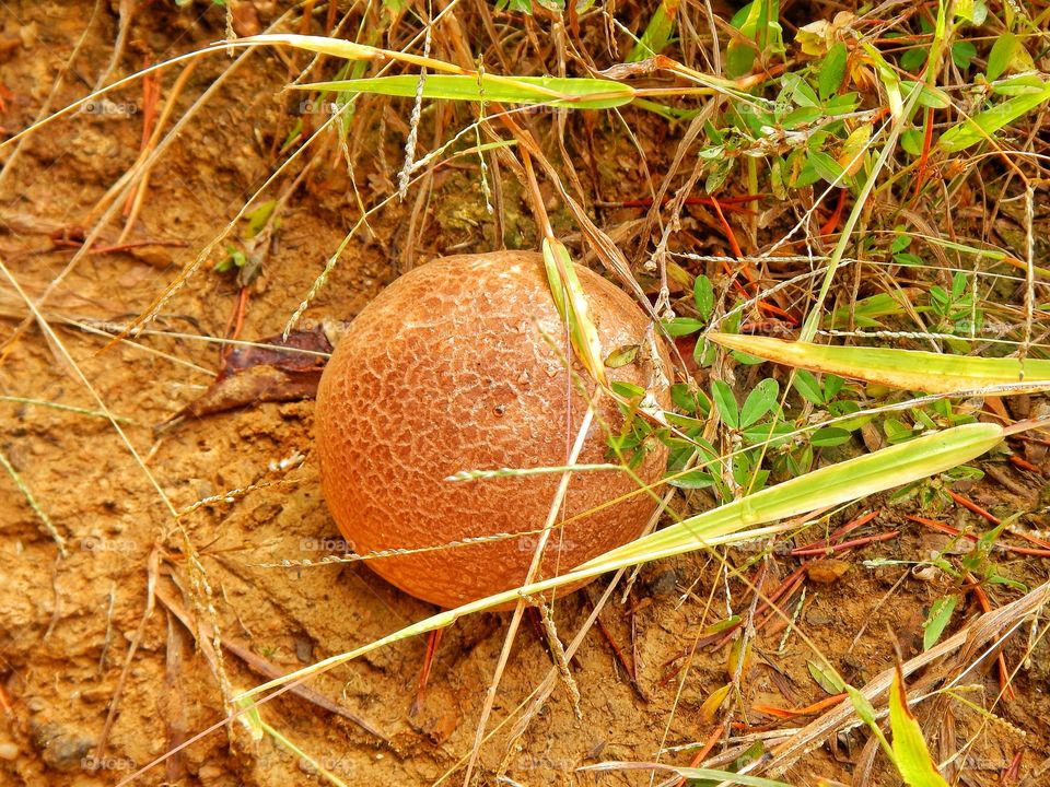 Mushroom in the forest 