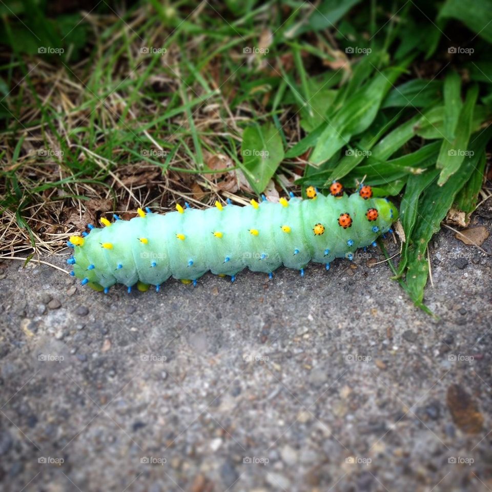 Caterpillar