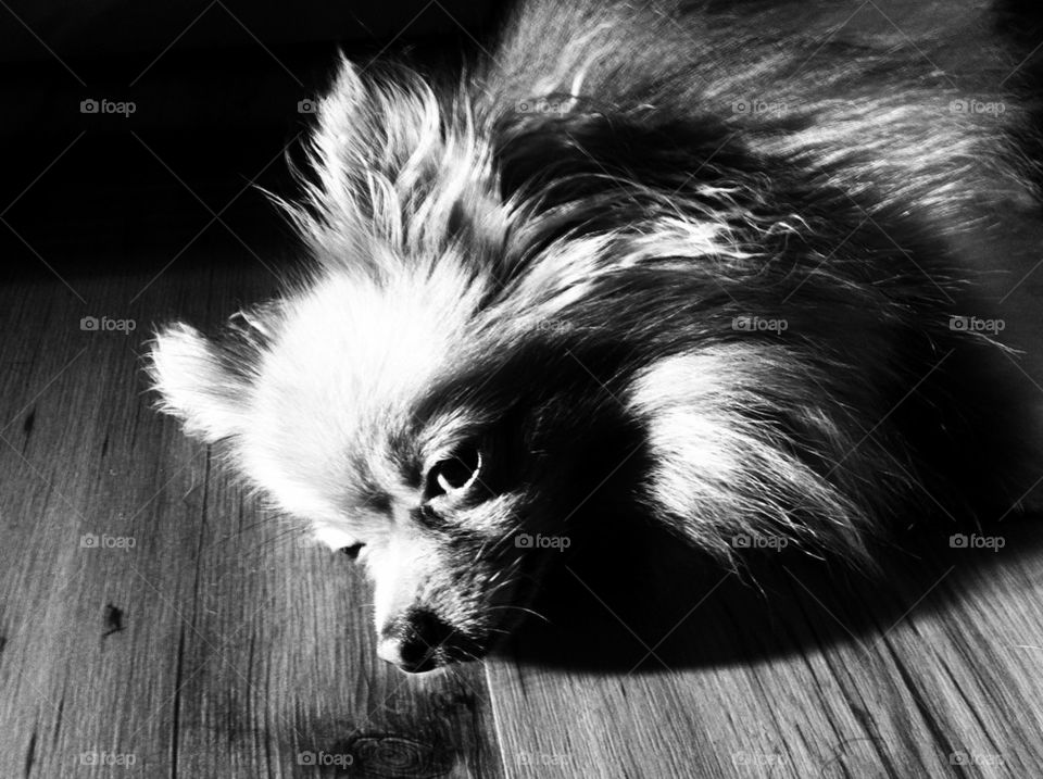 Grump Pom trying to nap