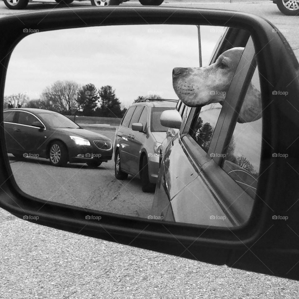 Carline. Our dog's profile as we wait in the carline.