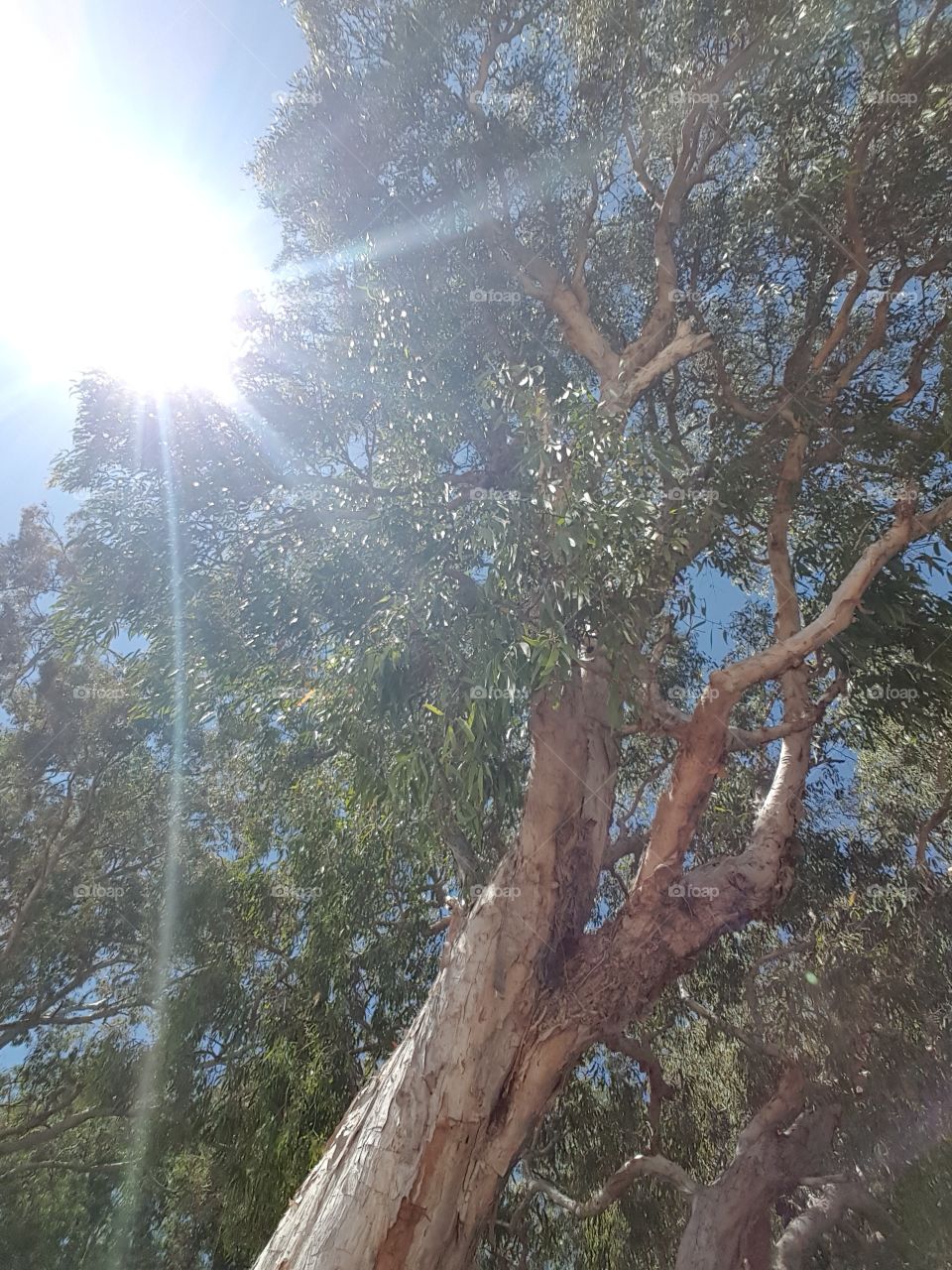 sunshine through the trees