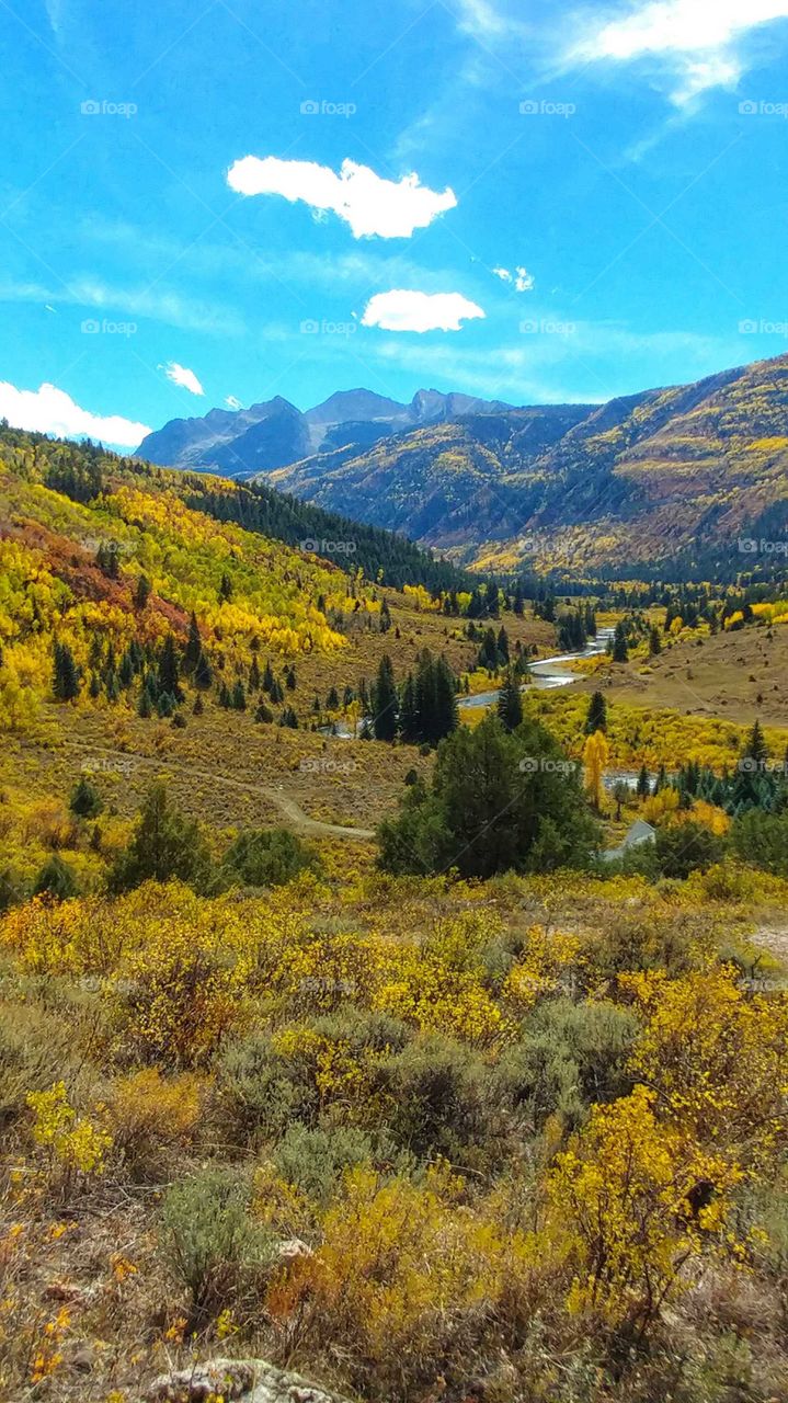 Brilliant fall colors in the high mountains of Colorado on a blue sky day.