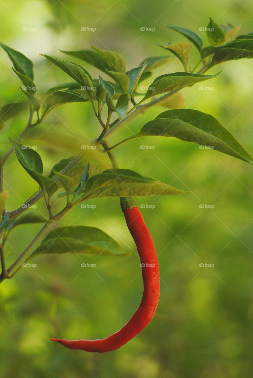 Red chili on the plant