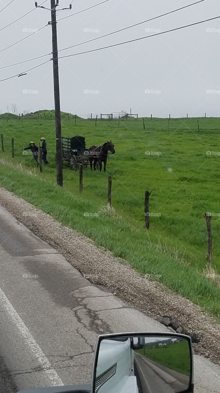 young Amish guys working in the field